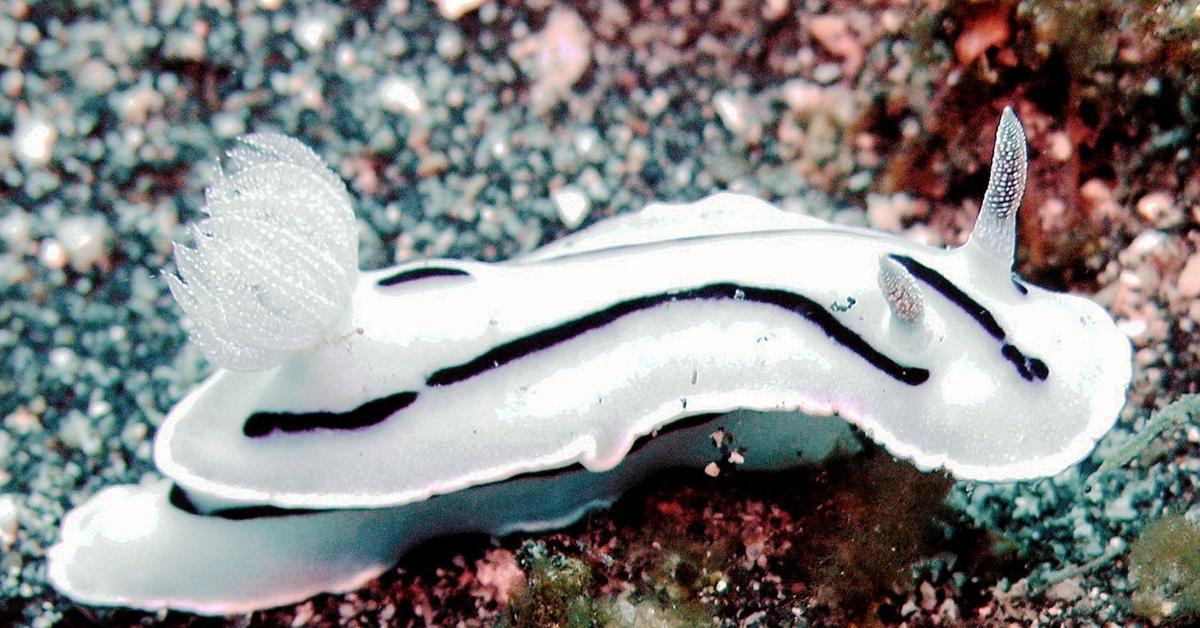 Graceful Sea Slug, a creature with the scientific name Nudibranchia.