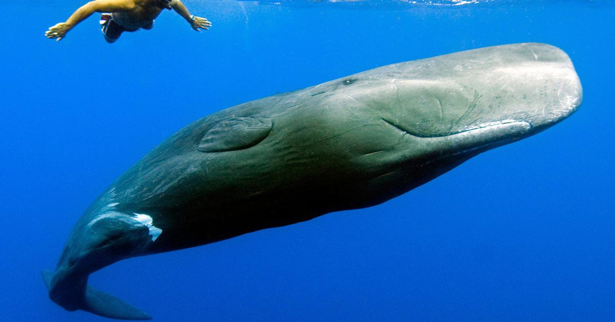 Insightful look at the Sperm Whale, known to Indonesians as Paus Sperma.