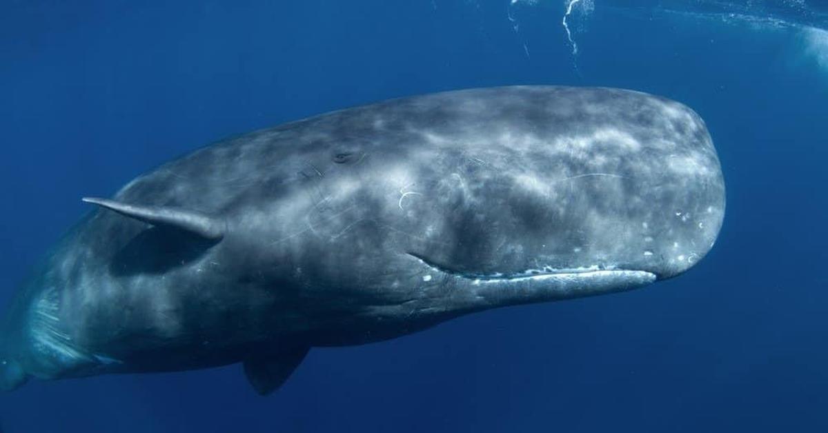 Visual representation of the Sperm Whale, recognized in Indonesia as Paus Sperma.