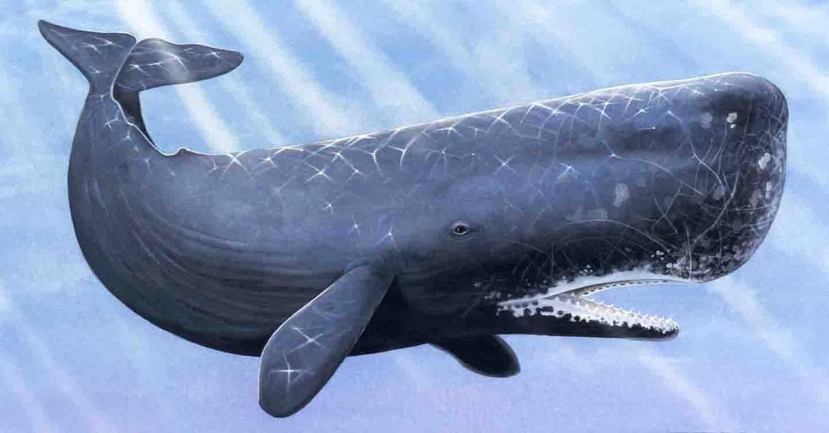 Visual of Sperm Whale, or Paus Sperma in Indonesian, showcasing its beauty.