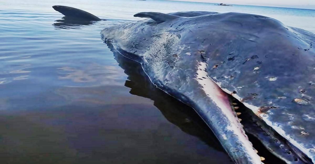 Captured moment of the Sperm Whale, in Indonesia known as Paus Sperma.