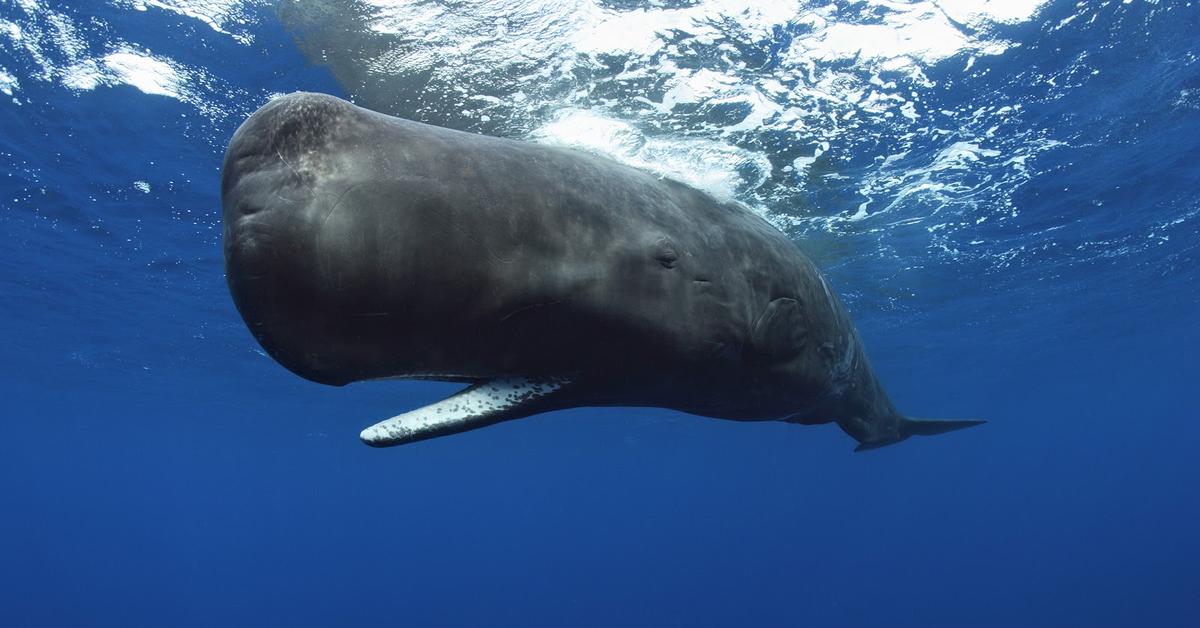 A look at the Sperm Whale, also recognized as Paus Sperma in Indonesian culture.