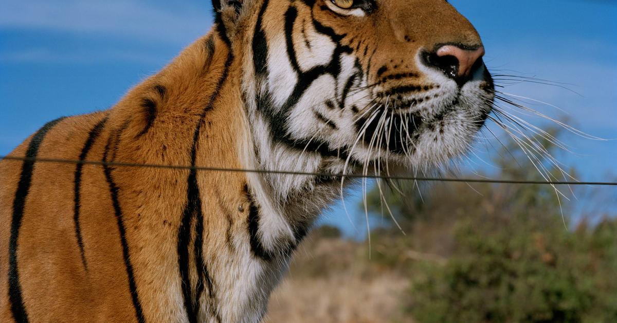 Vibrant snapshot of the South China Tiger, commonly referred to as Harimau Tiongkok Selatan in Indonesia.