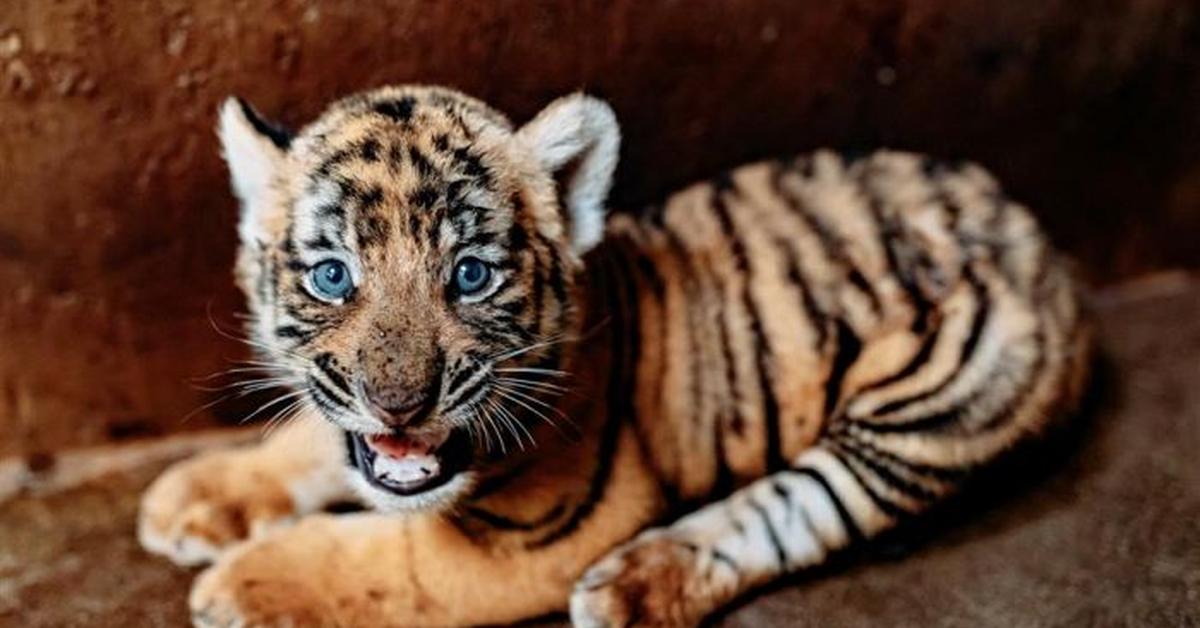 Vibrant snapshot of the South China Tiger, commonly referred to as Harimau Tiongkok Selatan in Indonesia.