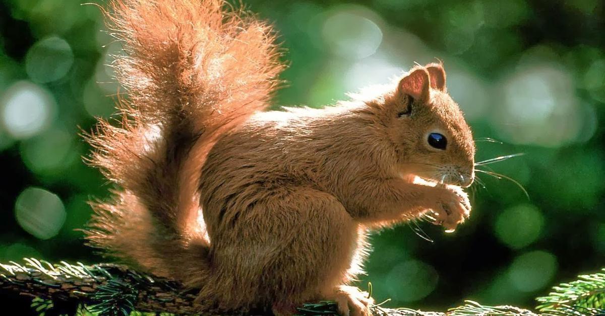 Photograph of the unique Squirrel, known scientifically as Sciuridae.