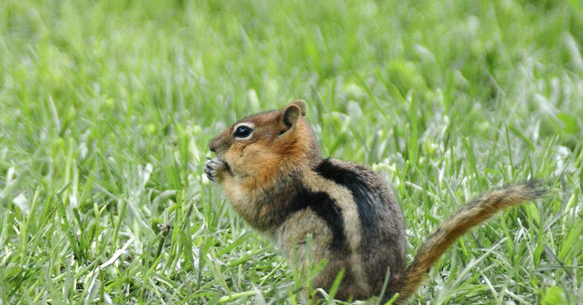 Photograph of the unique Squirrel, known scientifically as Sciuridae.