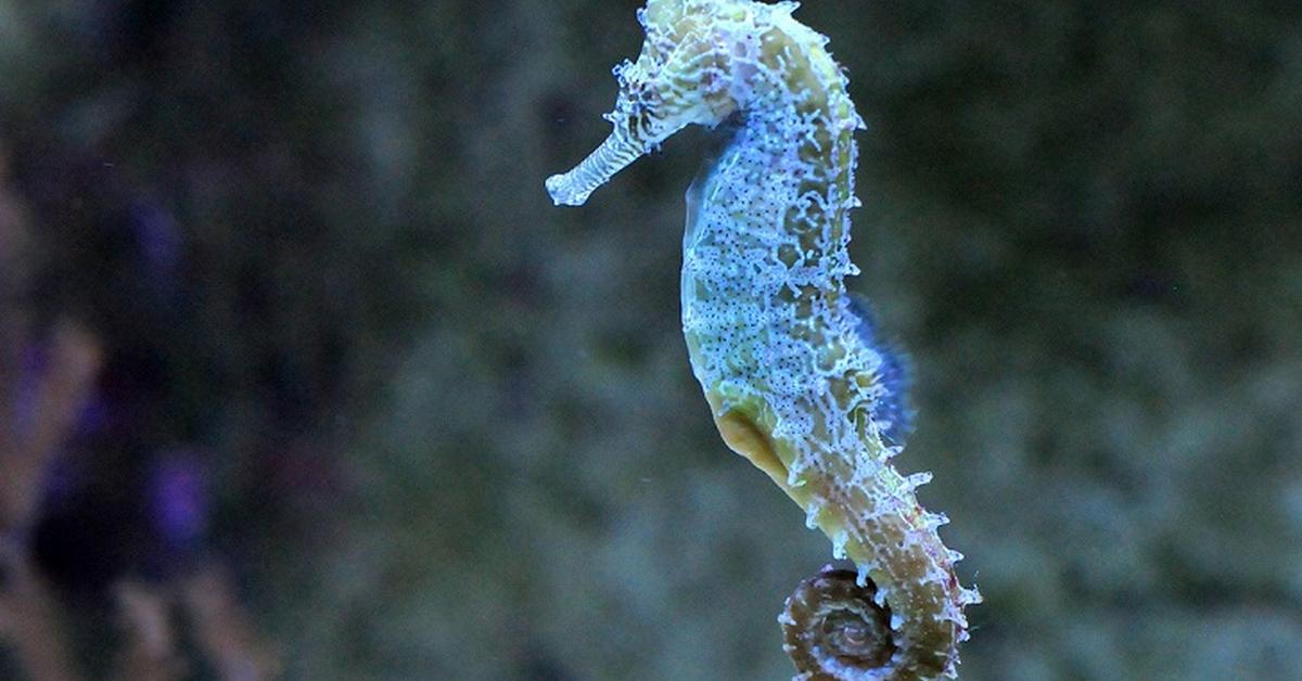 Photograph of the unique Seahorse, known scientifically as Hippocampus.