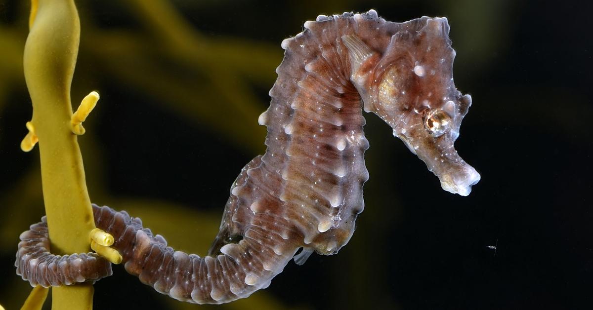 Striking appearance of the Seahorse, known in scientific circles as Hippocampus.