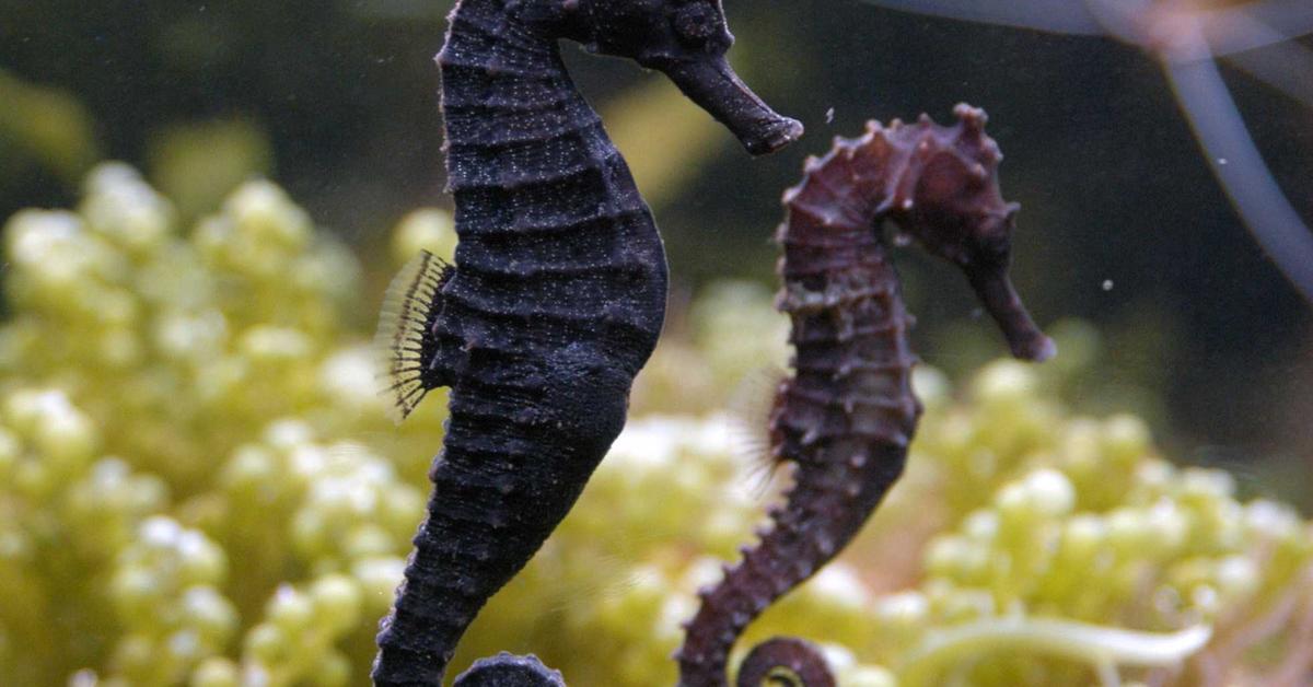 Engaging shot of the Seahorse, recognized in Indonesia as Kuda Laut.