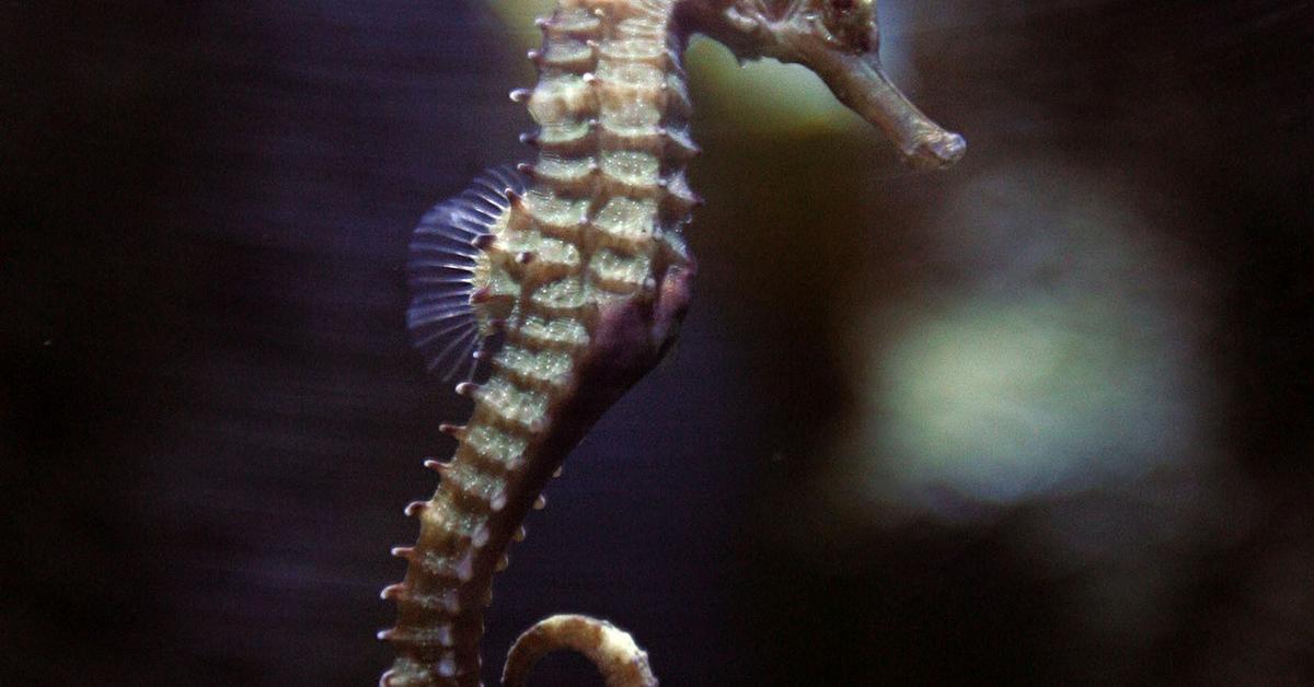 Insightful look at the Seahorse, known to Indonesians as Kuda Laut.