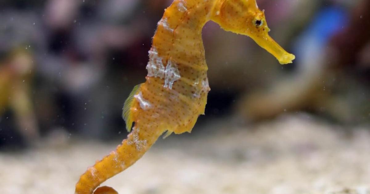 Dynamic image of the Seahorse, popularly known in Indonesia as Kuda Laut.