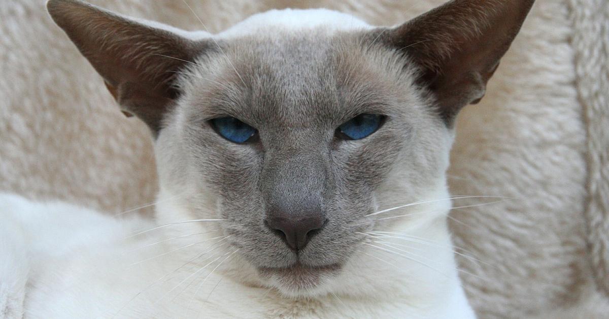 Striking appearance of the Siamese, known in scientific circles as Felis catus.