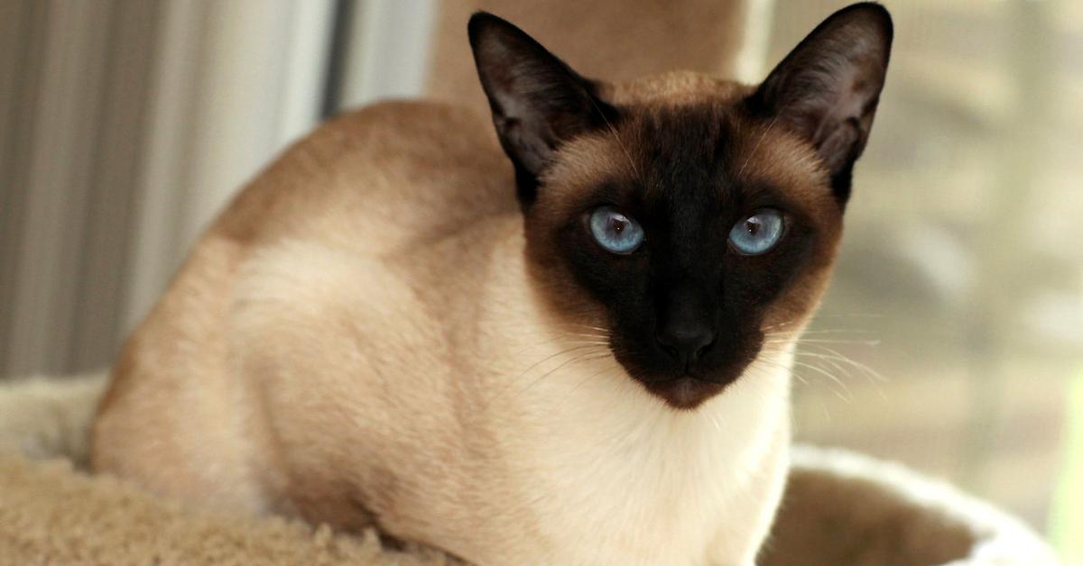 Photograph of the unique Siamese, known scientifically as Felis catus.