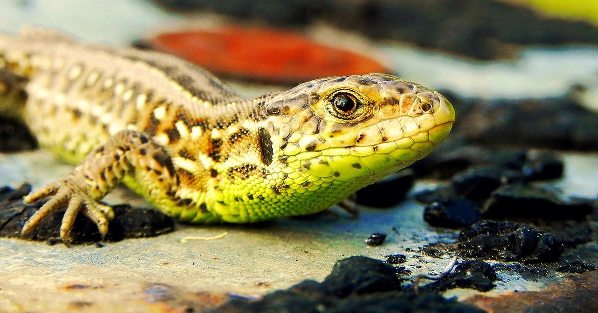 Captivating shot of the Sand Lizard, or Kadal Pasir in Bahasa Indonesia.