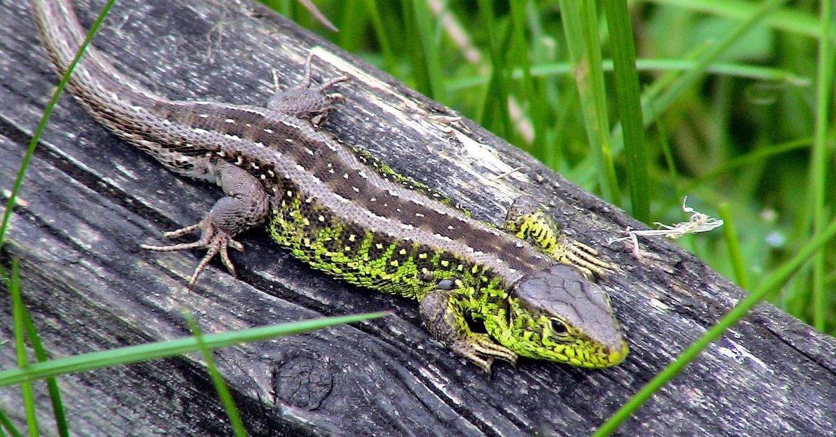 Detailed shot of the Sand Lizard, or Lacerta agilis, in its natural setting.