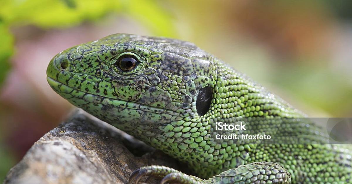 The fascinating Sand Lizard, scientifically known as Lacerta agilis.