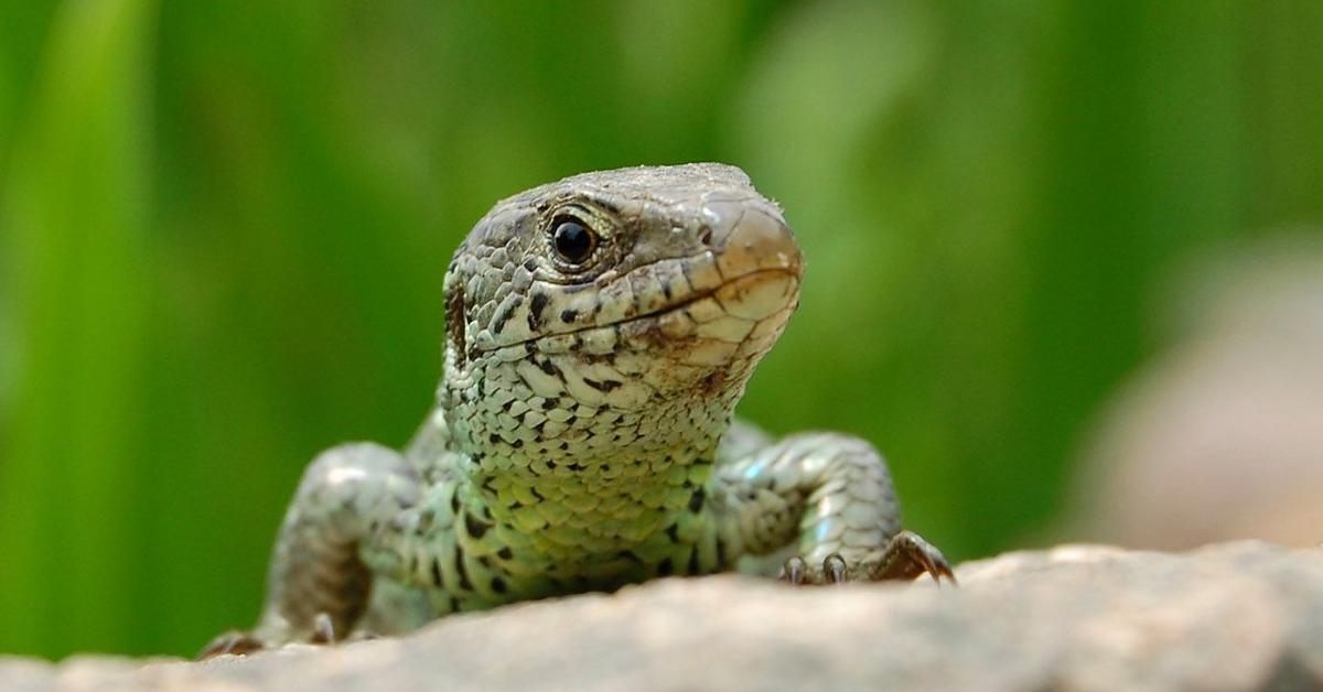 Charming view of the Sand Lizard, in Indonesia referred to as Kadal Pasir.