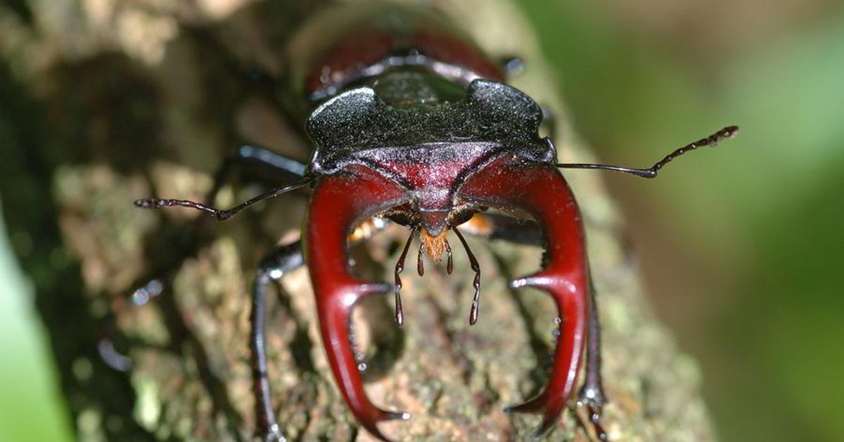 Captured beauty of the Stag Beetle, or Gerridae in the scientific world.