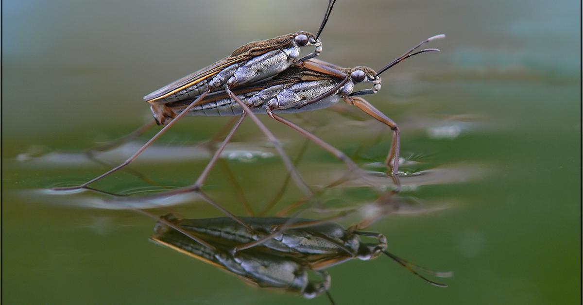 Image showcasing the Stag Beetle, known in Indonesia as Kumbang Rusa.