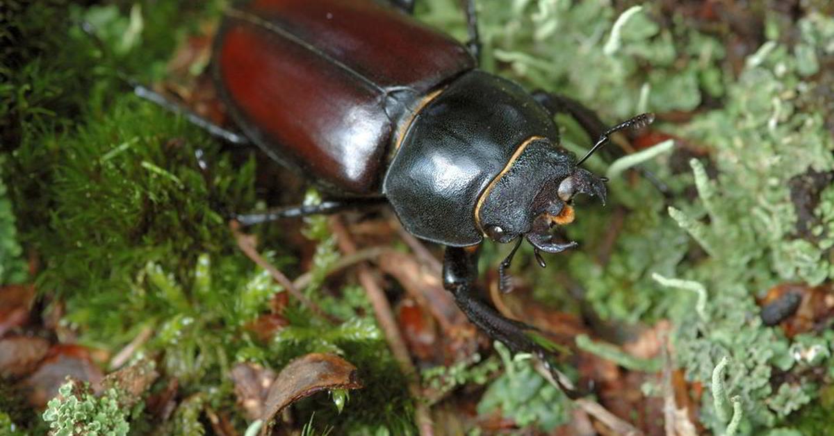 Detailed shot of the Stag Beetle, or Gerridae, in its natural setting.