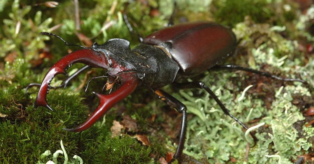 Snapshot of the intriguing Stag Beetle, scientifically named Gerridae.