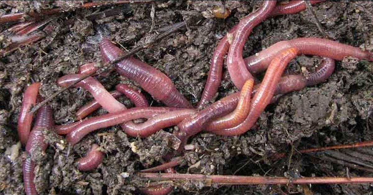 Insightful look at the Slow Worm, known to Indonesians as Cacing Pelan.