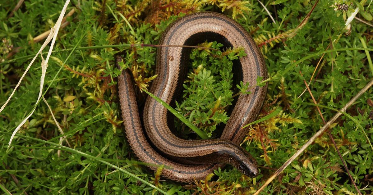 The remarkable Slow Worm (Anguis fragilis), a sight to behold.