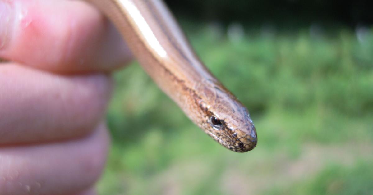 Captivating view of the Slow Worm, known in Bahasa Indonesia as Cacing Pelan.