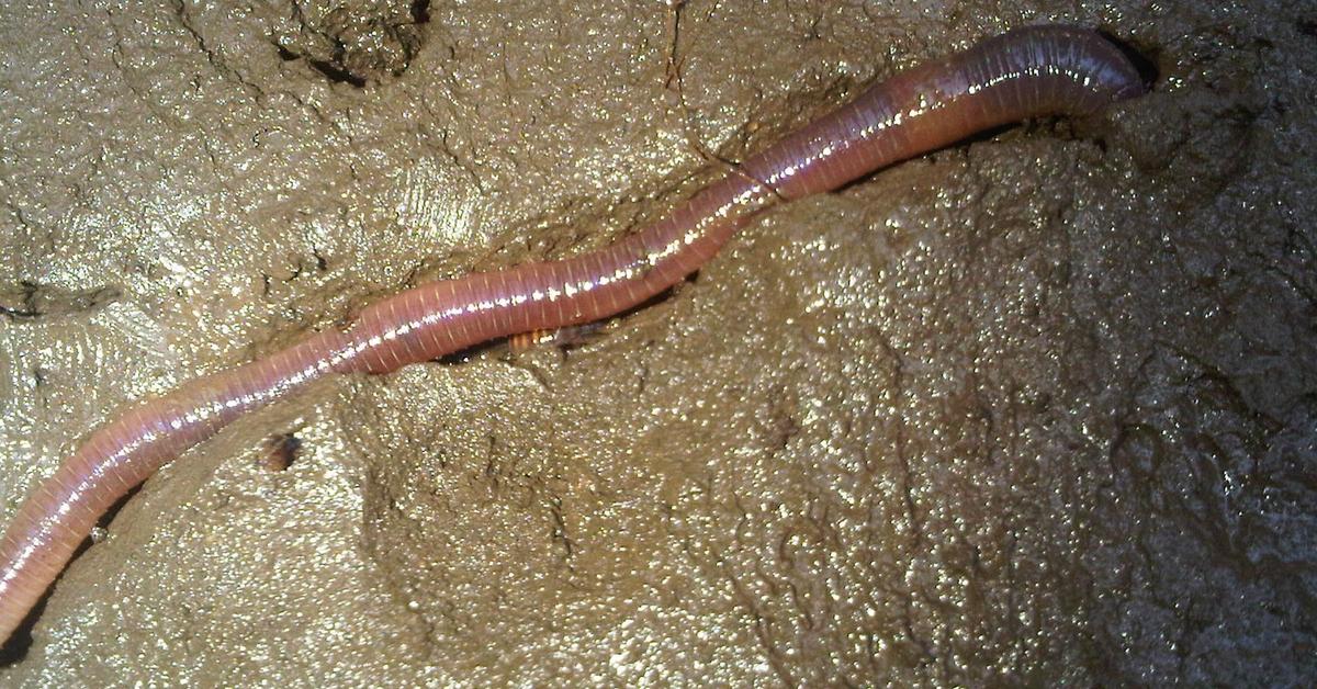 Close encounter with the Slow Worm, scientifically called Anguis fragilis.