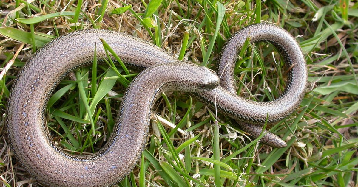 Picture of Slow Worm, known in Indonesia as Cacing Pelan.