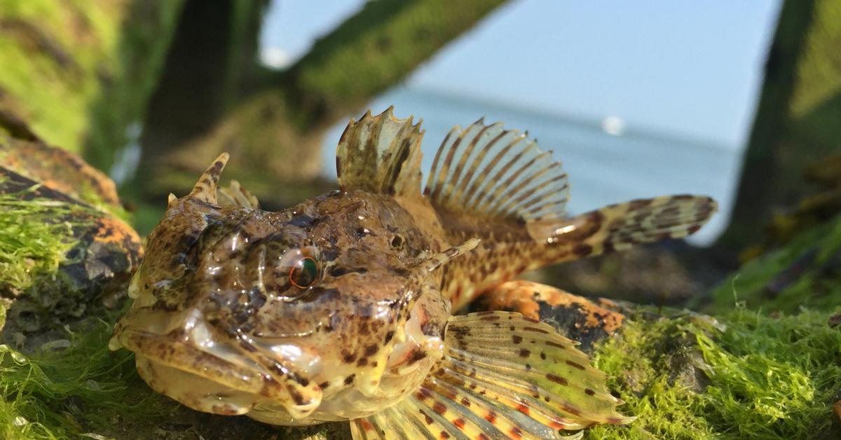 Visual of Scorpion Fish, or Ikan Kalajengking in Indonesian, showcasing its beauty.