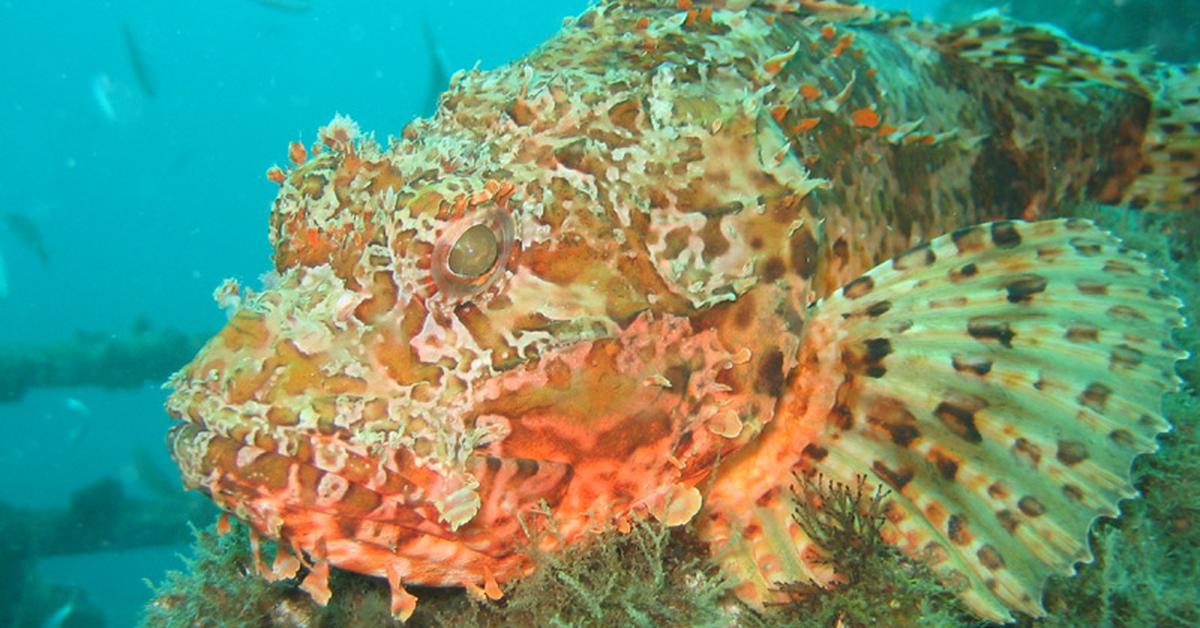 Captivating view of the Scorpion Fish, known in Bahasa Indonesia as Ikan Kalajengking.