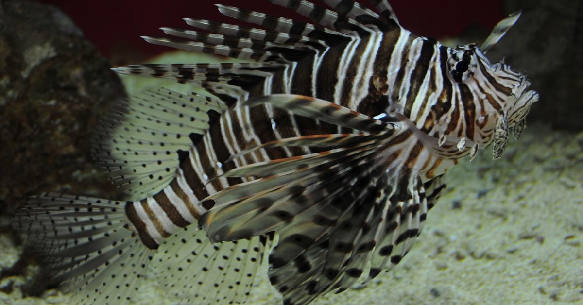 The majestic Scorpion Fish, also called Ikan Kalajengking in Indonesia, in its glory.