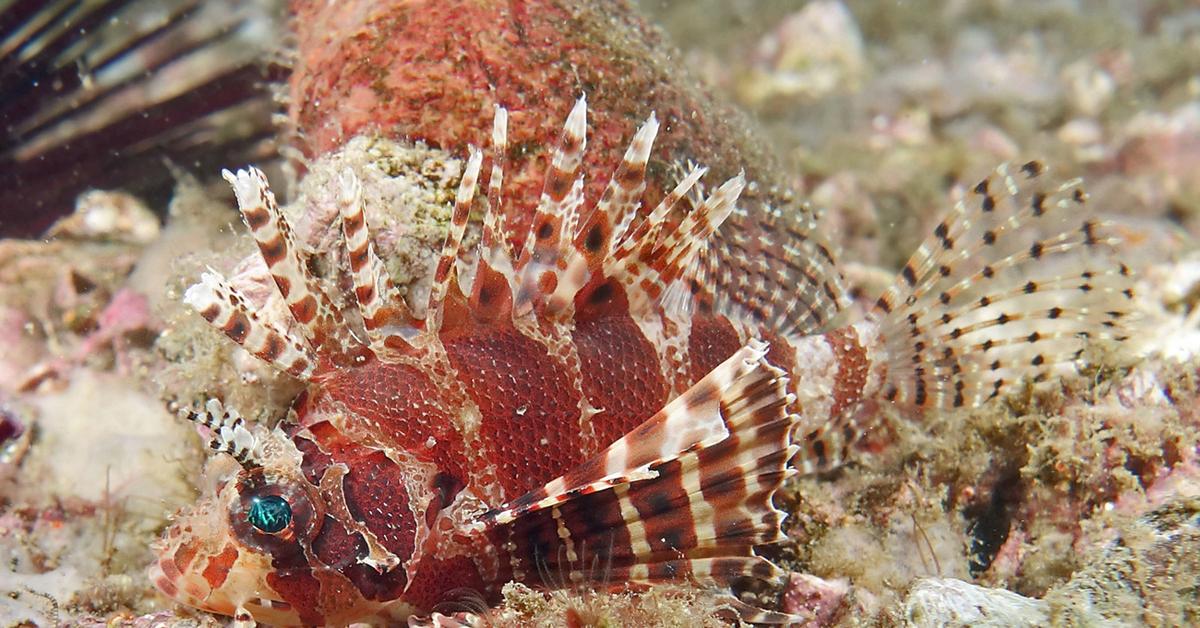 Captured moment of the Scorpion Fish, in Indonesia known as Ikan Kalajengking.