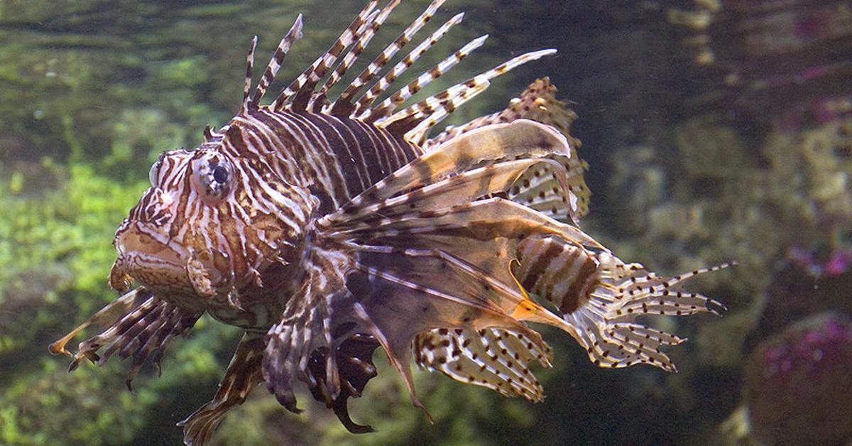 Unique portrayal of the Scorpion Fish, also called Ikan Kalajengking in Bahasa Indonesia.