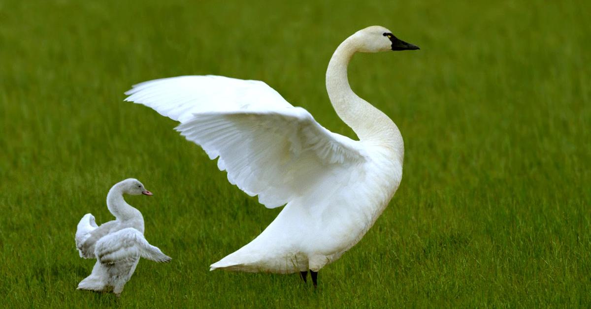 Graceful Swan, a creature with the scientific name Cygnus atratus.