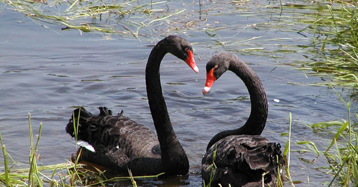 Striking appearance of the Swan, known in scientific circles as Cygnus atratus.