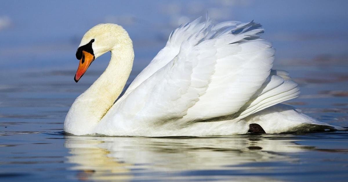 Charming view of the Swan, in Indonesia referred to as Angsa.