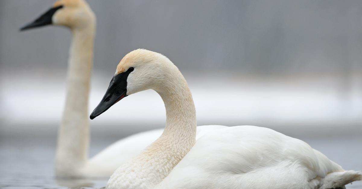 Photographic depiction of the unique Swan, locally called Angsa.