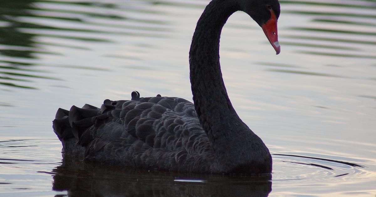 Stunning depiction of Swan, also referred to as Cygnus atratus.