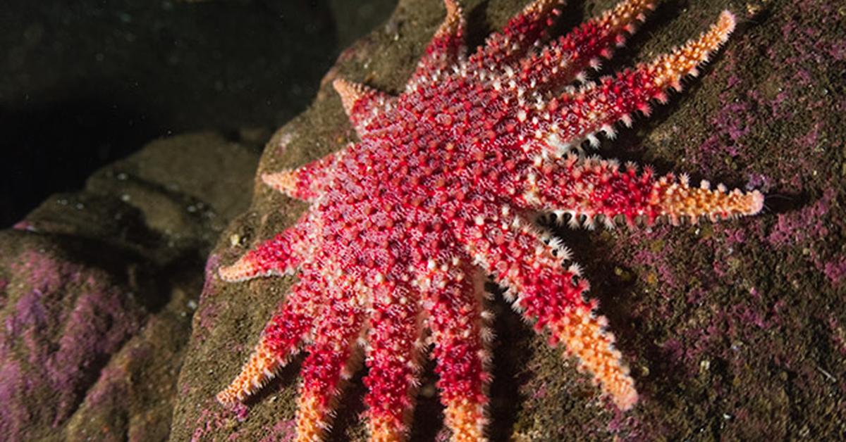 The fascinating Starfish, scientifically known as Asteroidea.