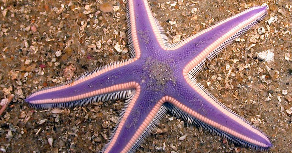 A beautiful representation of the Starfish, scientifically Asteroidea.