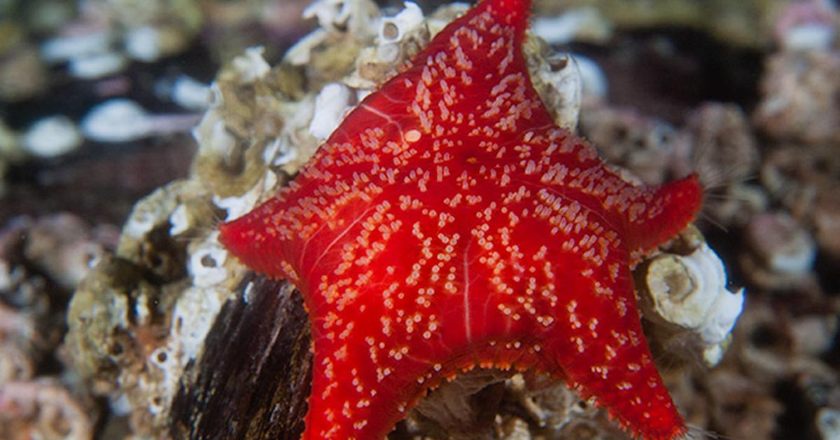 Snapshot of the intriguing Starfish, scientifically named Asteroidea.