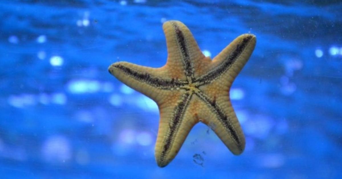 The Starfish in its natural beauty, locally called Bintang Laut.