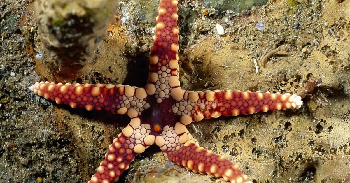 The fascinating Starfish, scientifically known as Asteroidea.