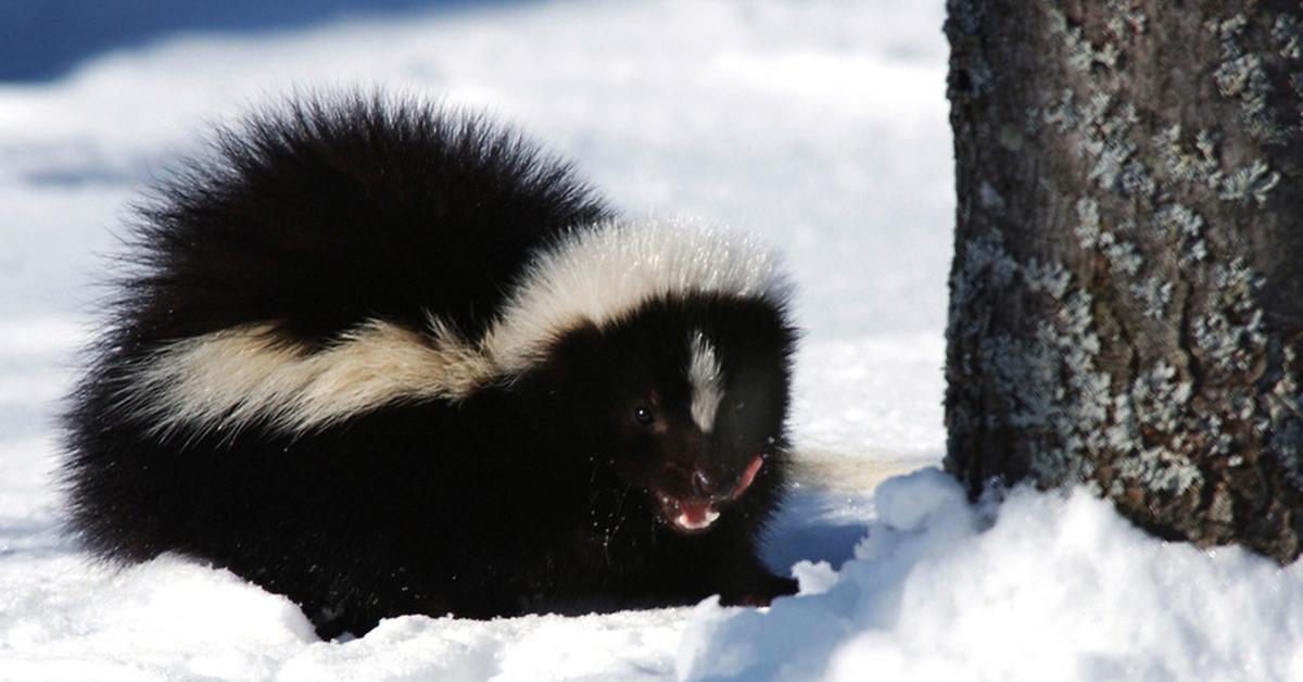 Splendid image of the Skunk, with the scientific name Mephitidae.