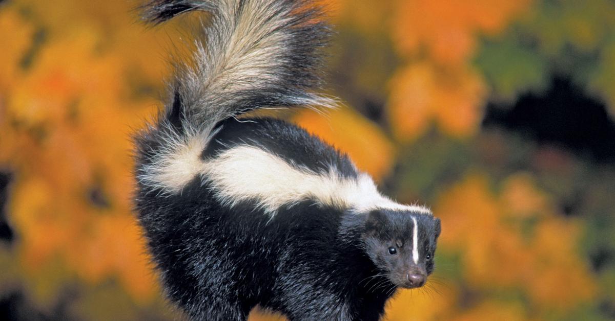 Insightful look at the Skunk, known to Indonesians as Musang Pandan.