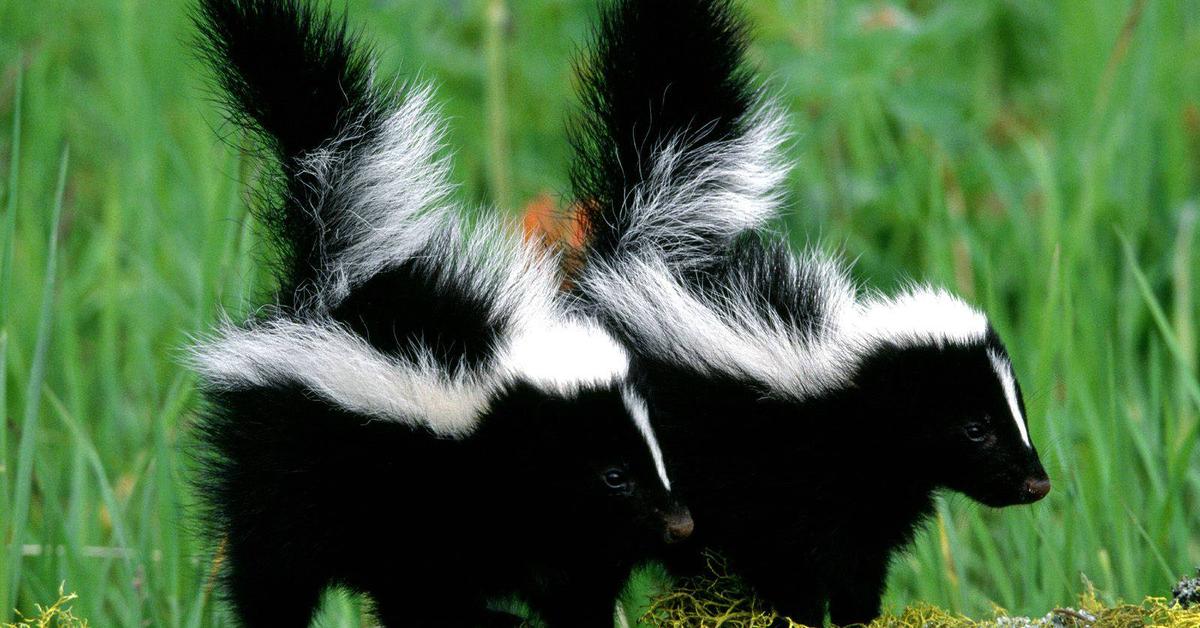 The Skunk, an example of Mephitidae, in its natural environment.