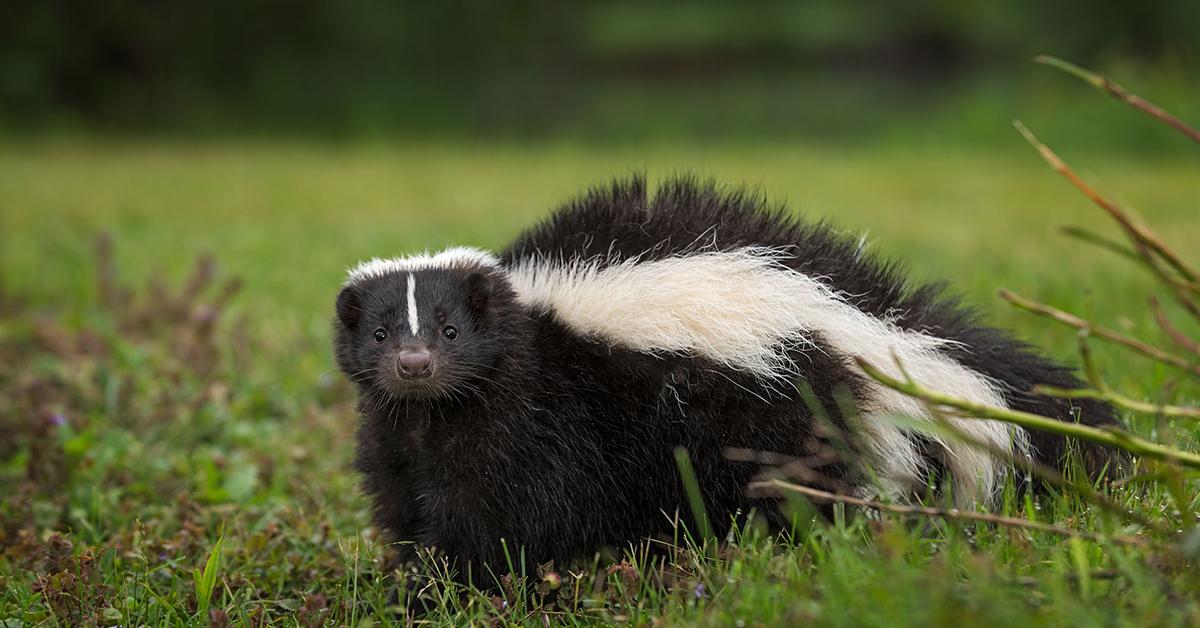 Captivating presence of the Skunk, a species called Mephitidae.