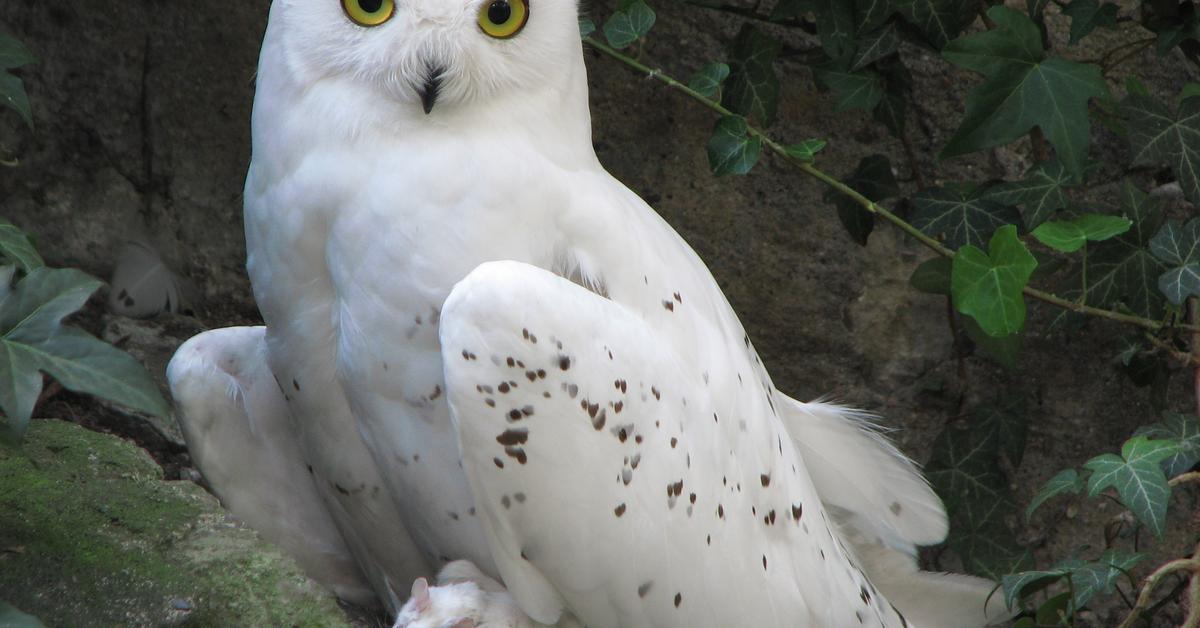 The Snowy Owl, an example of Bubo scandiacus, in its natural environment.